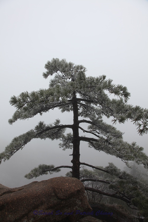 Huang Shan-Snow covered pines