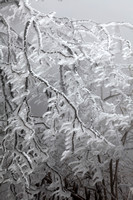Huang Shan-"Iced Pine Branches"