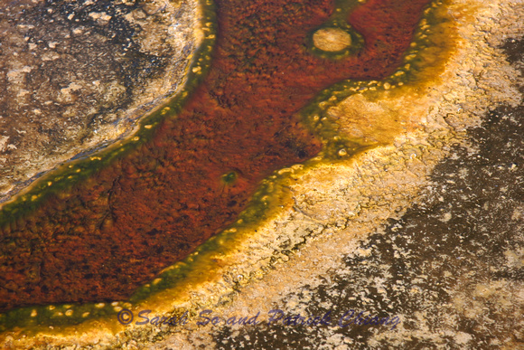 Yellowstone Microbes in hot springs