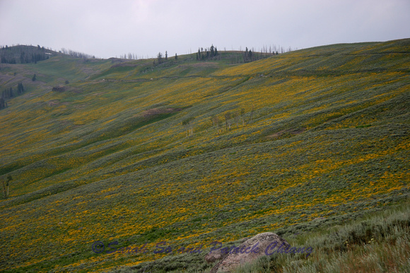 Wild flowers in Yellowstone