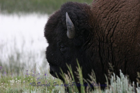 Bison - Yellowstone