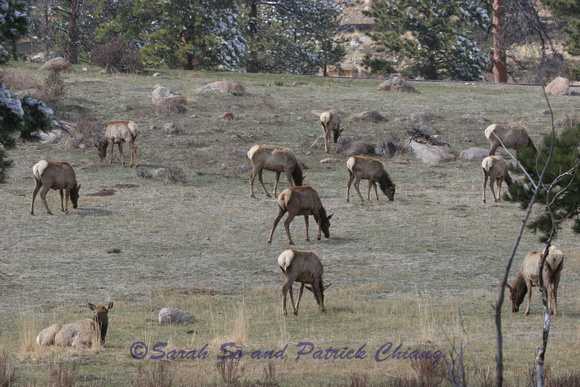 White Tail Deers - Rocky Mtn