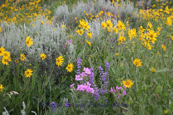 Wild Flowers in Yellowstone
