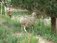 sheep and farmer