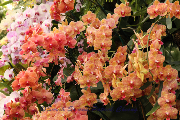 orchids 2016